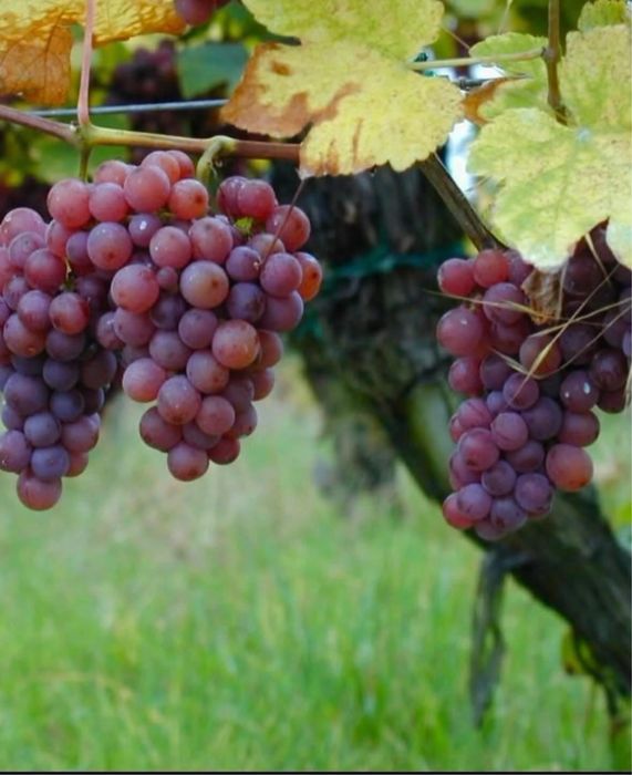 Vand struguri de   vin
