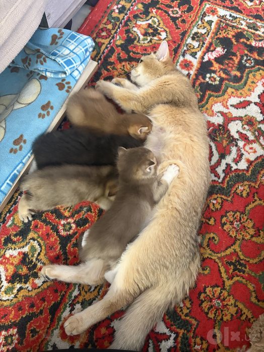 Ласковые котята ищут новый дом
