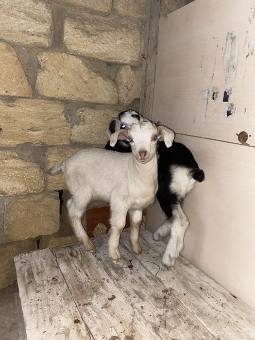 Алпи лақтар сатлады