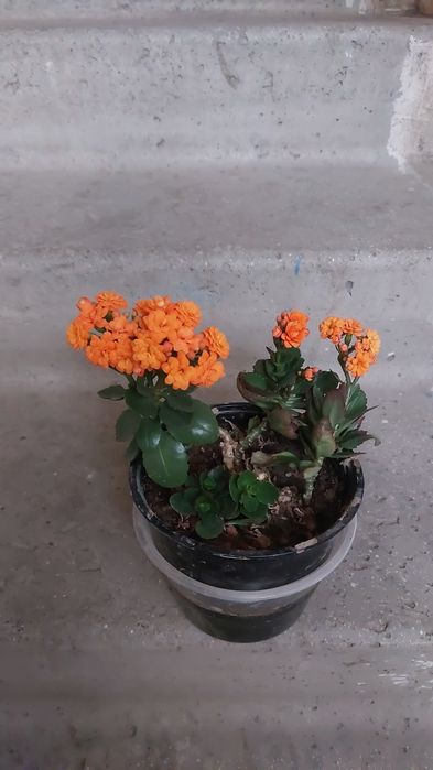 Продаются каланхоэ