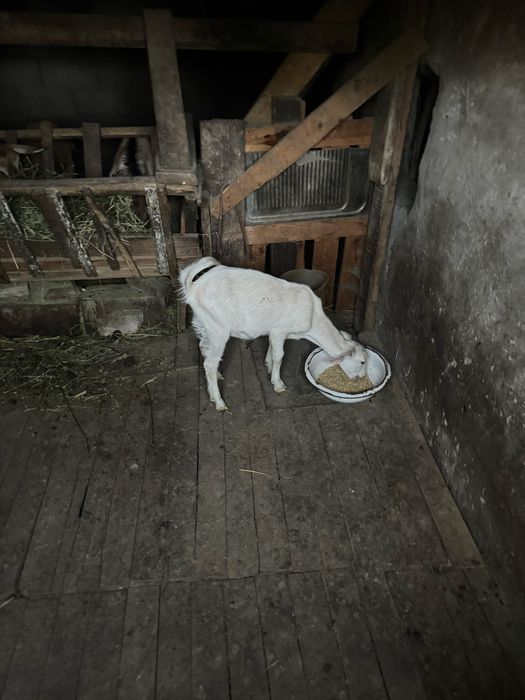 Продам коз  с Кендала
