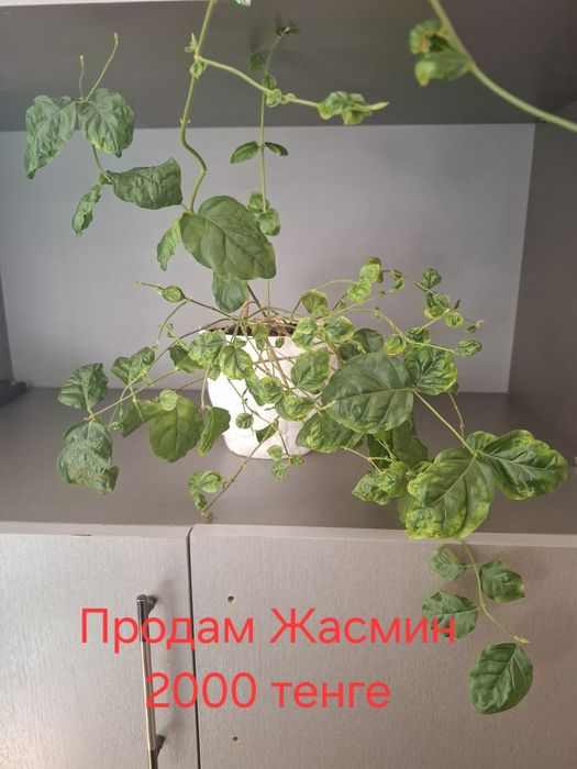 Продам домашний цветок Жасмин