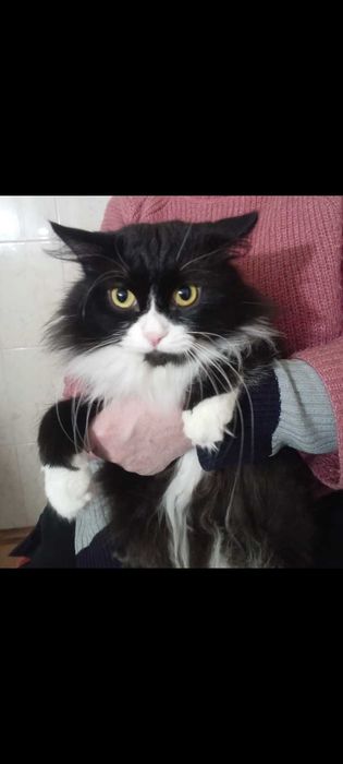 Кот ищет невесту для вязки срочно