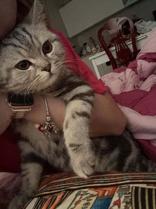 Британская кошка