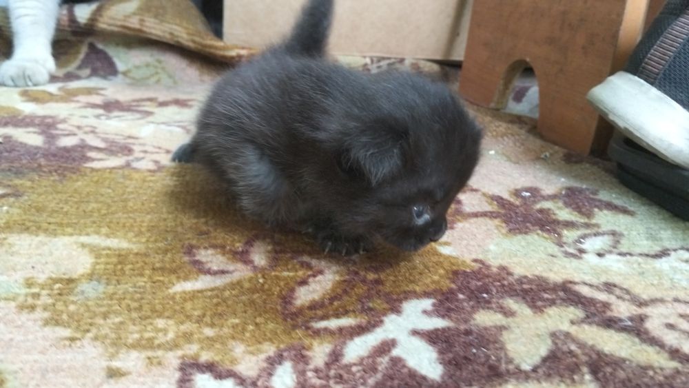 Отдам котят бесплатно
