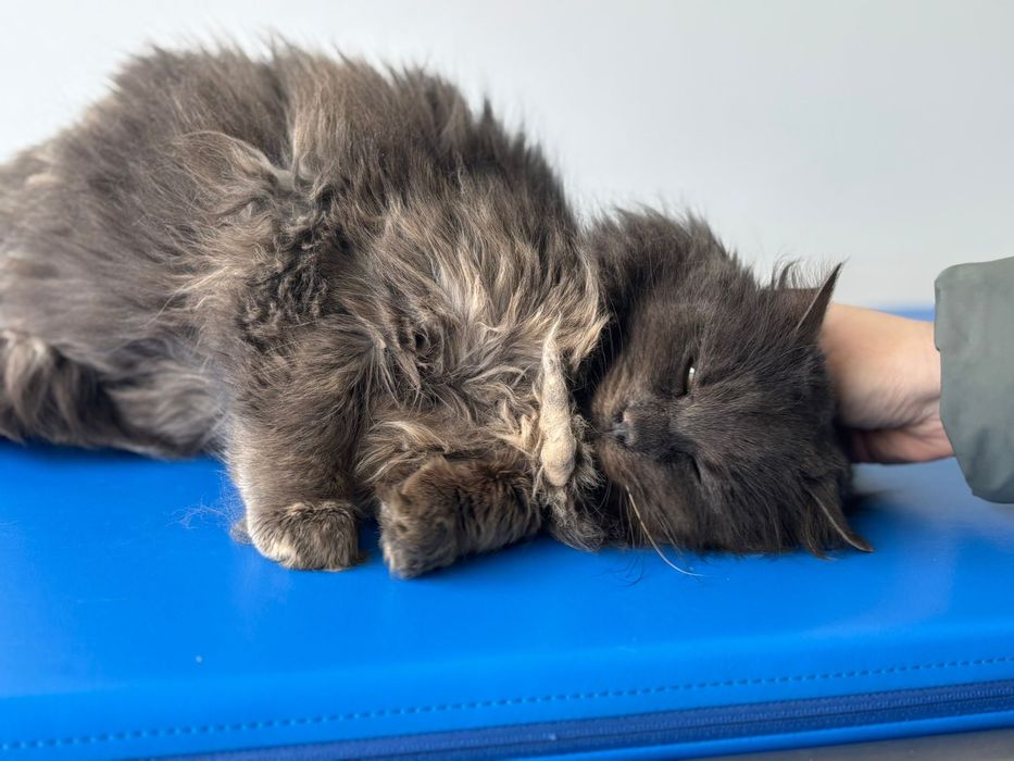 Pisicuță spre adoptie