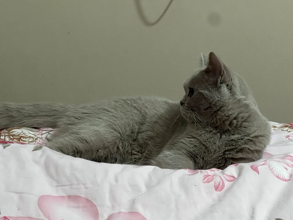 Продам стерилизованную кошку