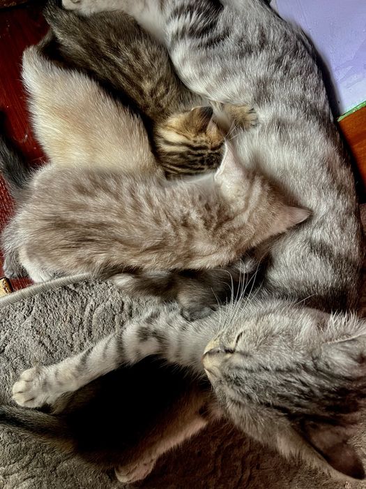 Кошка шотландская