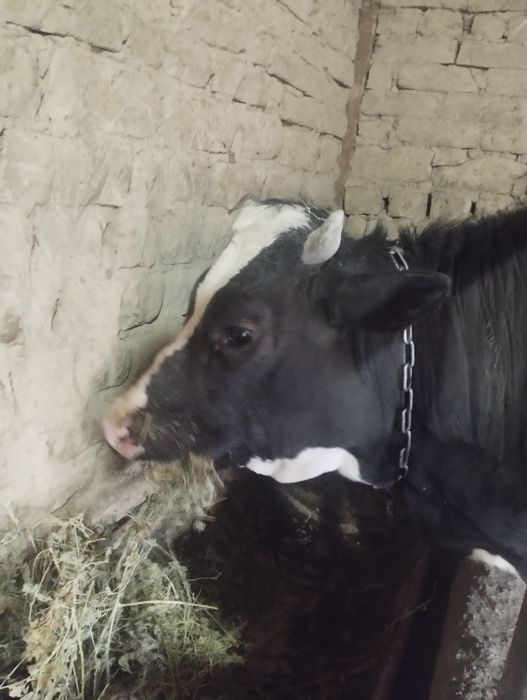 Mol sotiladi ! Mol sotiladi !