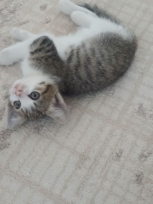 Котёнок приучен к лотку