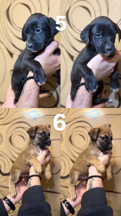 Питбуль чистокровный