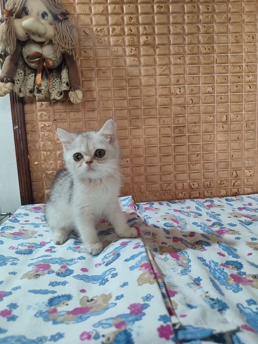 Продаются котята