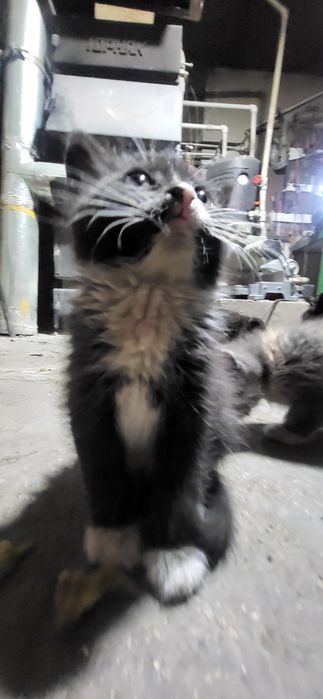 Котята в добрые руки !