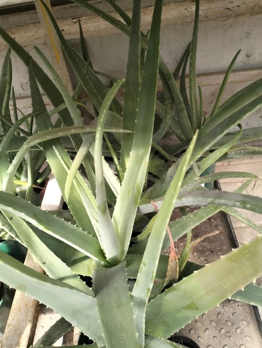 Продам лечебное алоэ