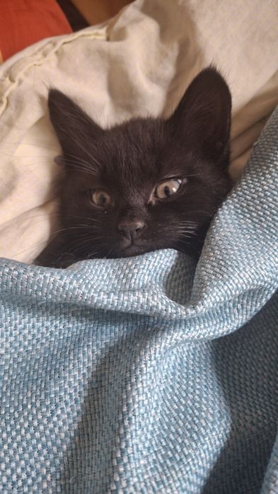 Котята, обе девочки