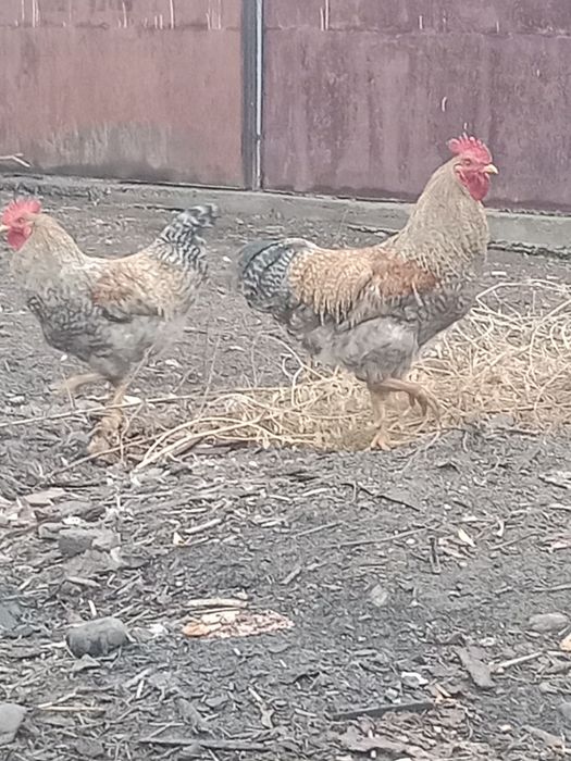 Билефельдер Петушки.