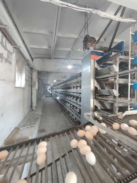 XXX Продаётся птицфабрика Кибрай