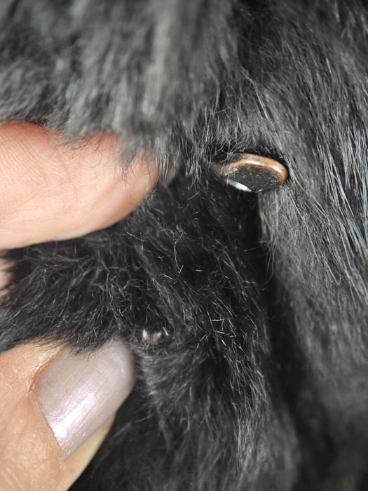 Haină scurtă de blană neagră, iepure, mărimea 38