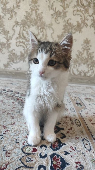 Кошка домашная, хорошая