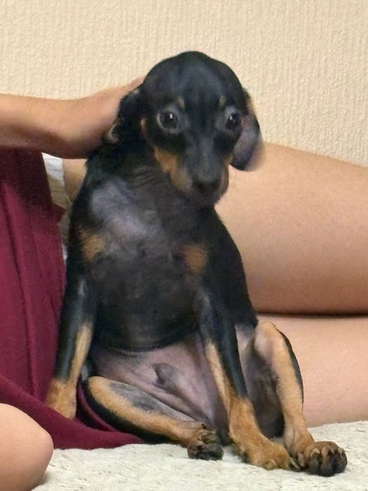 Той-терьер мальчик