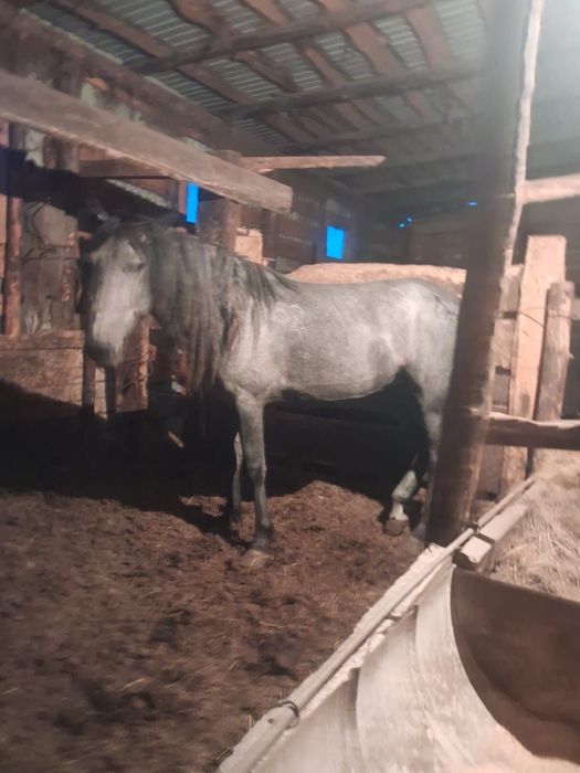 Продам байтал 3-х летку с откорма