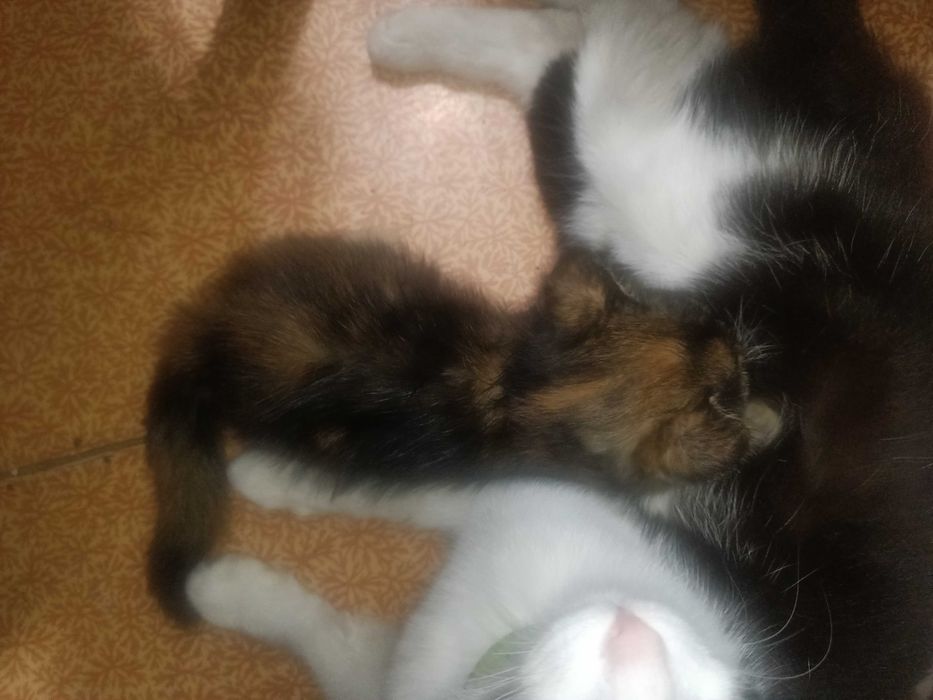 котёнок трехцветный, девочка