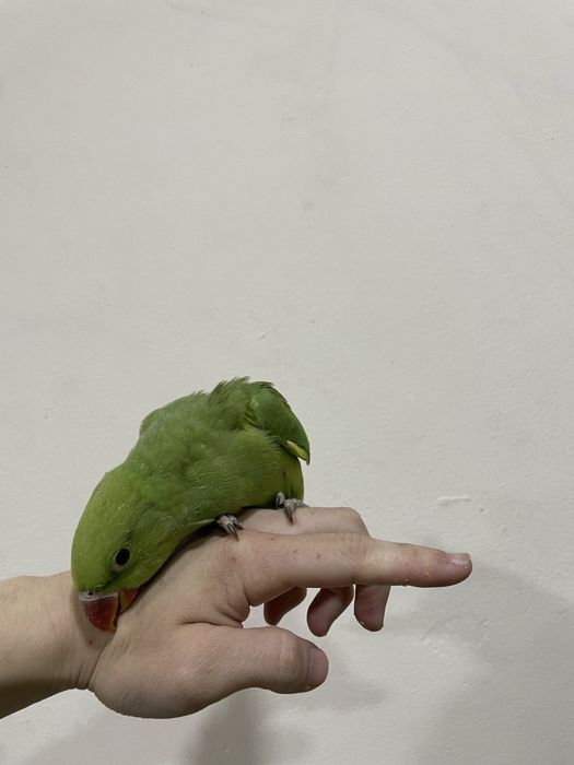 Ручной попугай ажрелла