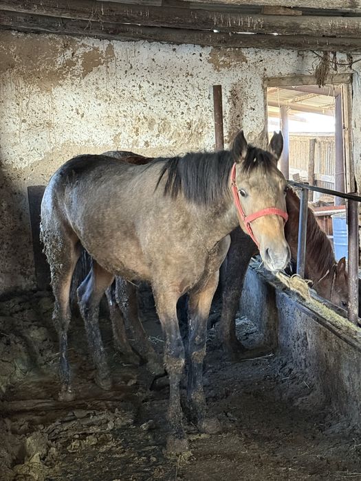 Согым семиз тайлар кунаншыгар