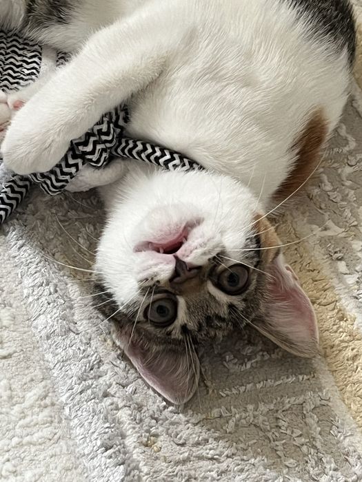 Отдам даром маленького котенка