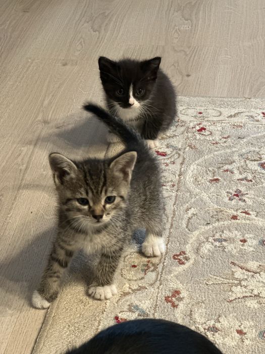 Отдам котят в добрые руки