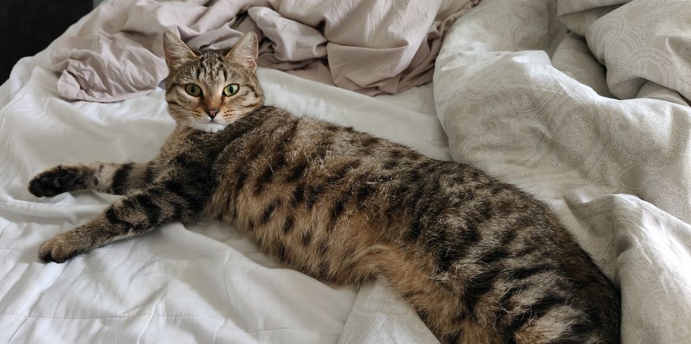 В добрые ответственные руки