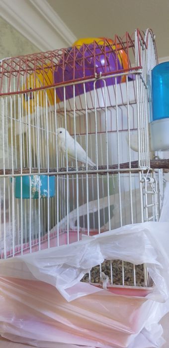 Самцы канареек взрослые очень красивая песня