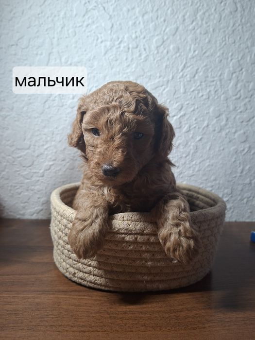 Малый пудель щенок