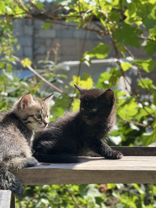 Котята 3 мальчика