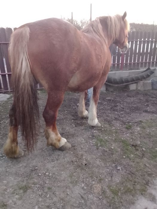 Vând o iapă de 6 ani