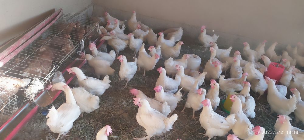 Lomon sendi tovuqlar sotiladi