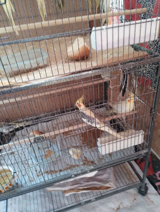 Vind Papagali Nimfa Oltenița.