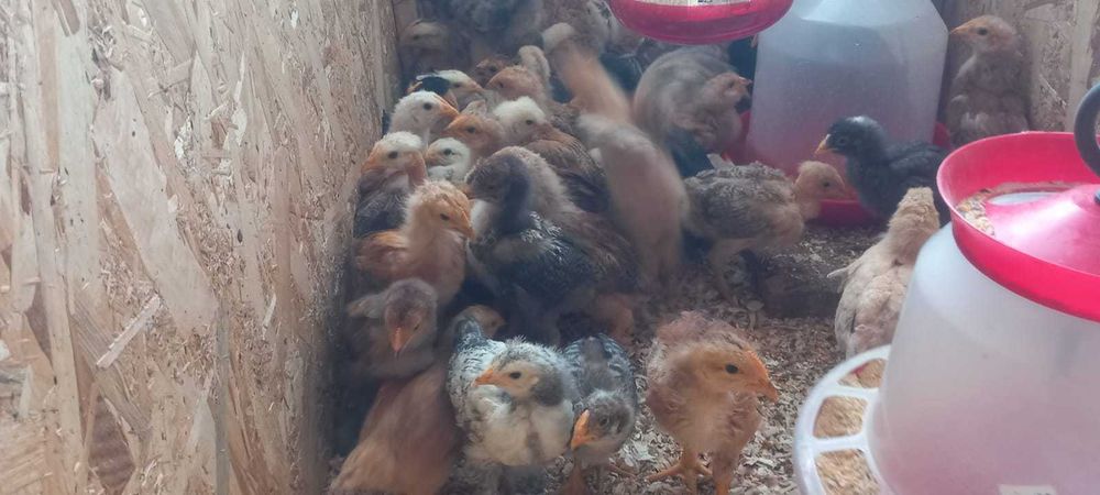 Pui țărănești crescuti natural – preț bun + livrare gratuită