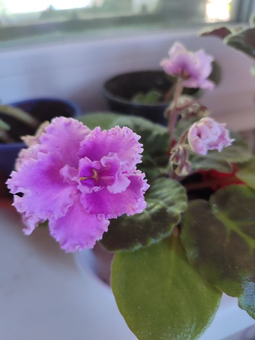 Фиалка сенполия 2000