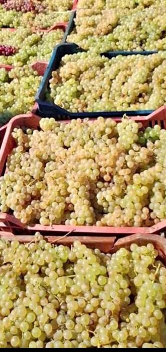 Vând struguri de vin