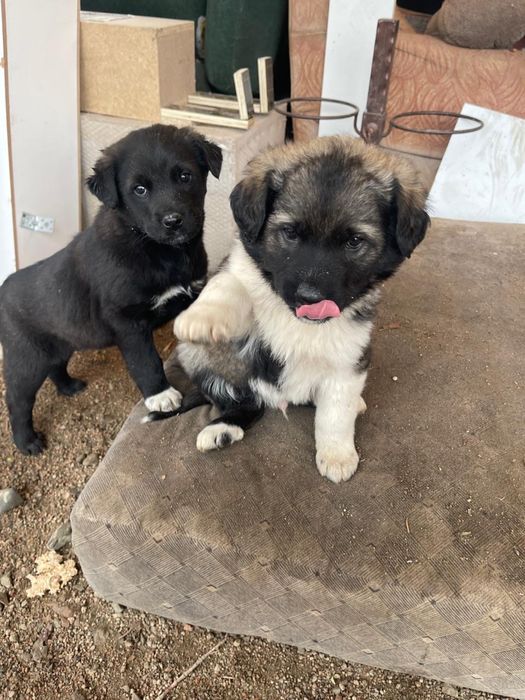 Щенки в добрые руки