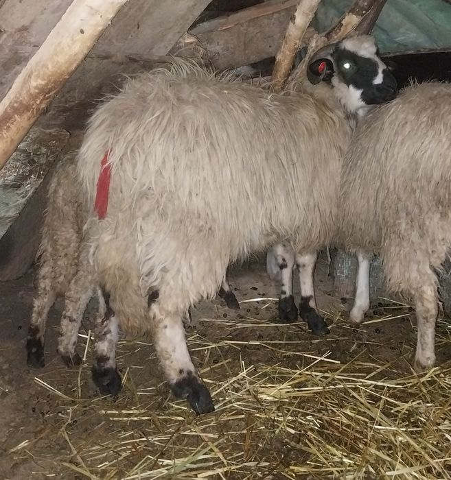 Vând doi berbeci brezi de anul trecut tineri .