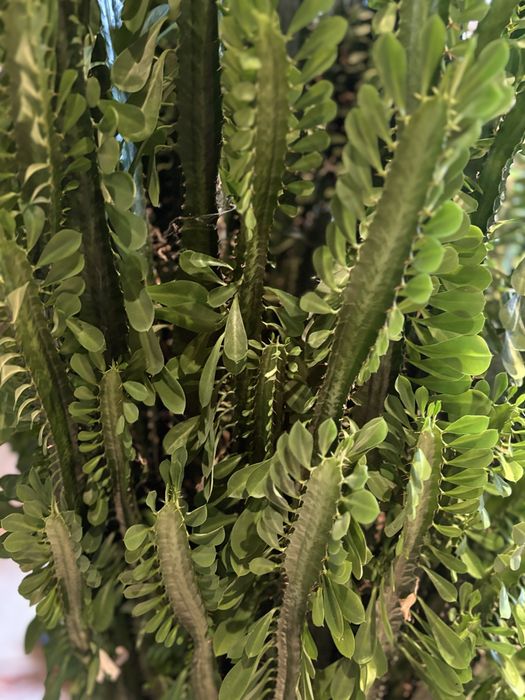 Кактус 1,90 висок