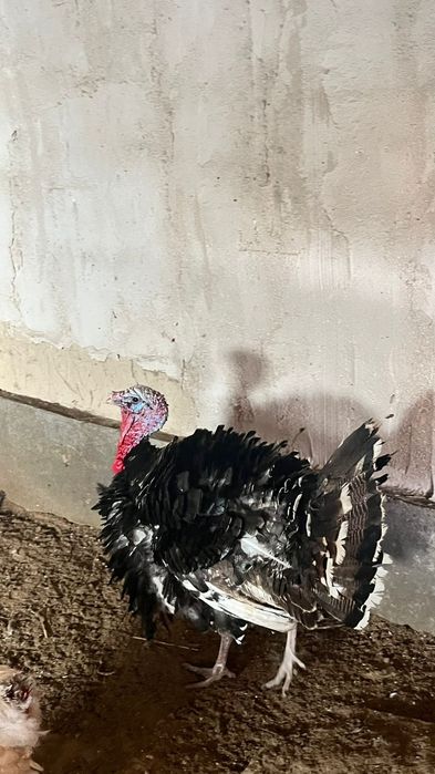 Индюктер сатылады