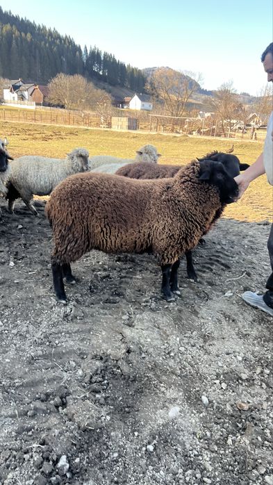 Berbeci de rasa metis intre