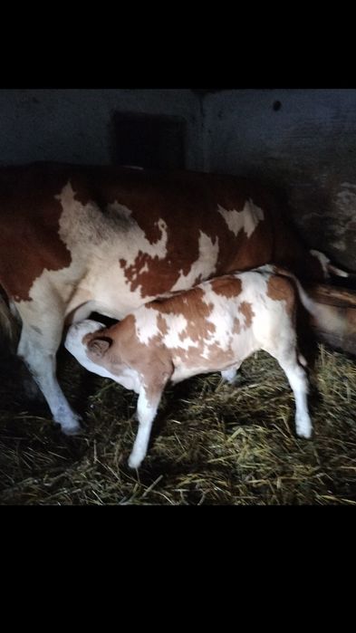 Vaca baltata romaneasca,montata de 2 luni , buna de lapte .
