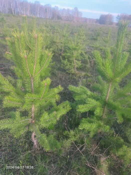 Сосна обыкновенная