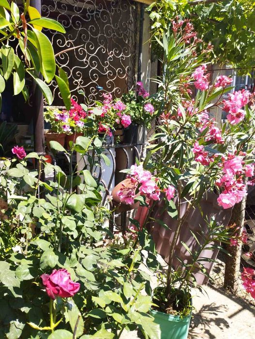 Зукум (олеандър)