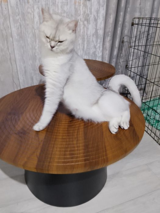 Шатланские котята