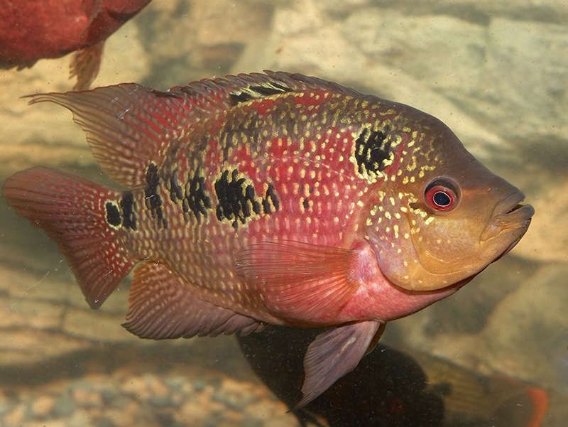 Фловер хорн цихлиды